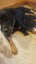 Rottweiler Babies Carousel 5