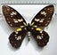 Real Butterfly: Ornithoptera Victoriae! Female RARITY NOW Carousel 2