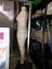 Plus Size mannequin Fibre glass torso & legs on heavy duty stand Carousel 11