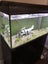 Aquarium Carousel 6