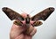 Real Moth: Adhemarius sexoculata!! Peru!! Rare!! Carousel 2