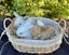 Alta Mini lops Carousel 1