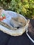Alta Mini lops Carousel 2