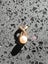 ESTATE SALE - 6mm Genuine Pearl Pendant Carousel 5