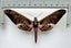 Real Moth: Adhemarius sexoculata!! Peru!! Rare!! Carousel 1