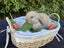 Alta Mini lops Carousel 4