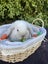 Alta Mini lops Carousel 5