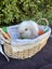 Alta Mini lops Carousel 6