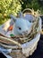 Alta Mini lops Carousel 10