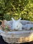 Alta Mini lops Carousel 12