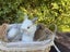 Alta Mini lops Carousel 16