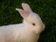 Purebred NZ White Rabbits Carousel 15