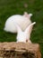 Purebred NZ White Rabbits Carousel 16