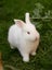 Purebred NZ White Rabbits Carousel 12