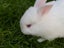 Purebred NZ White Rabbits Carousel 13
