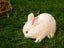 Purebred NZ White Rabbits Carousel 11