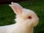 Purebred NZ White Rabbits Carousel 1
