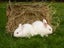 Purebred NZ White Rabbits Carousel 4