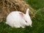 Purebred NZ White Rabbits Carousel 3