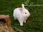Purebred NZ White Rabbits Carousel 2