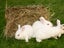 Purebred NZ White Rabbits Carousel 9