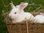 Purebred NZ White Rabbits Carousel 7