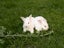 Purebred NZ White Rabbits Carousel 14