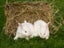 Purebred NZ White Rabbits Carousel 10