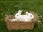 Purebred NZ White Rabbits Carousel 6