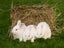 Purebred NZ White Rabbits Carousel 8