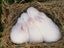 Purebred NZ White Rabbits Carousel 5