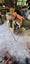 Thicknesser/planer over under Carousel 4
