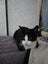 Black/White Cat Carousel 1