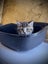 CAT RESCUE CHCH - Ready For Adoption Fig Carousel 2