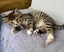 CAT RESCUE CHCH - Ready For Adoption Fig Carousel 3