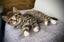 CAT RESCUE CHCH - Ready For Adoption Fig Carousel 1