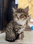 CAT RESCUE CHCH - Ready For Adoption Fig Carousel 5