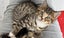 CAT RESCUE CHCH - Ready For Adoption Fig Carousel 6