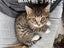 CAT RESCUE CHCH - Ready For Adoption Fig Carousel 7
