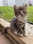 CAT RESCUE CHCH - Ready For Adoption Fig Carousel 8