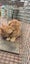 Chance - Wcc Rescue Cat Carousel 5