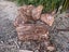 Pohutukawa Firewood Carousel 11