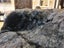 Newly Crafted Single Black Real NZ Possum Full Fur Throw - No Reserve! - B6373 Carousel 4