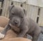 American Bully Puppies Carousel 8