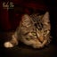 CAT RESCUE CHRISTCHURCH - Ready for Adoption - Leo Carousel 3