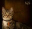 CAT RESCUE CHRISTCHURCH - Ready for Adoption - Leo Carousel 1