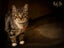 CAT RESCUE CHRISTCHURCH - Ready for Adoption - Leo Carousel 4
