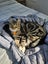 CAT RESCUE CHRISTCHURCH - Ready for Adoption - Leo Carousel 6