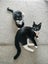 CAT RESCUE CHRISTCHURCH - Ready for Adoption - Edwina Carousel 2