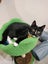 CAT RESCUE CHRISTCHURCH - Ready for Adoption - Edwina Carousel 3